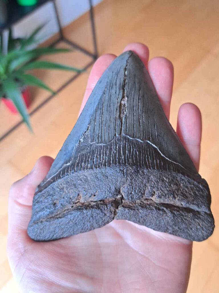 Großaufnahme einer Hand. Darin liegt ein fossiler Megalodon-Zahn. Er reicht vom Daumengelenk bis zur Spitze des Mittelfingers und nimmt so gut zwei Drittel der Hand ein.